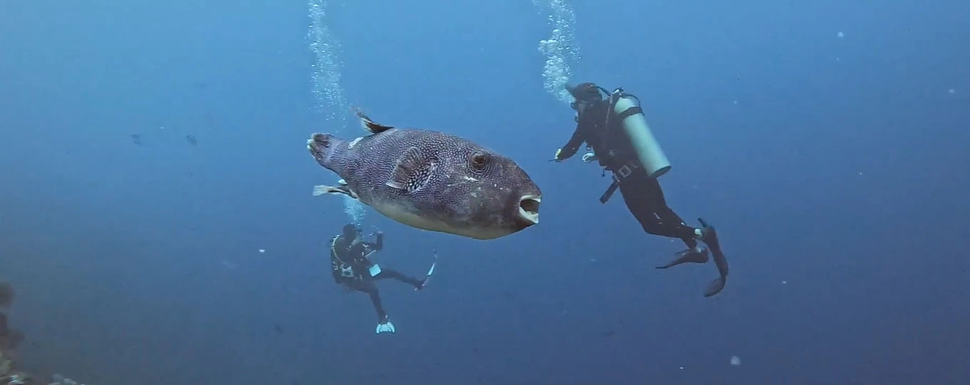 Affordable Best Manta Point Snorkeling Bali activity in Nusa Penida with colorful coral reef